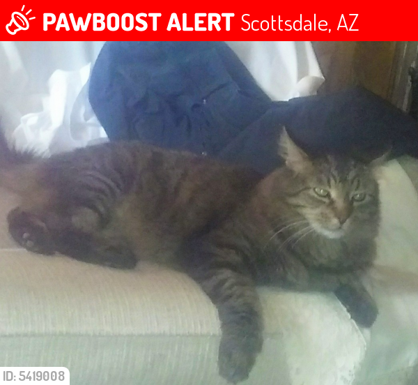 Lost Female Cat last seen Near North Miller Road Scottsdale, Scottsdale, AZ 85252
