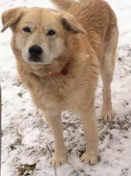Lost Male Dog last seen Near South Friendship Road, Versailles, IN, USA, Versailles, IN 47042