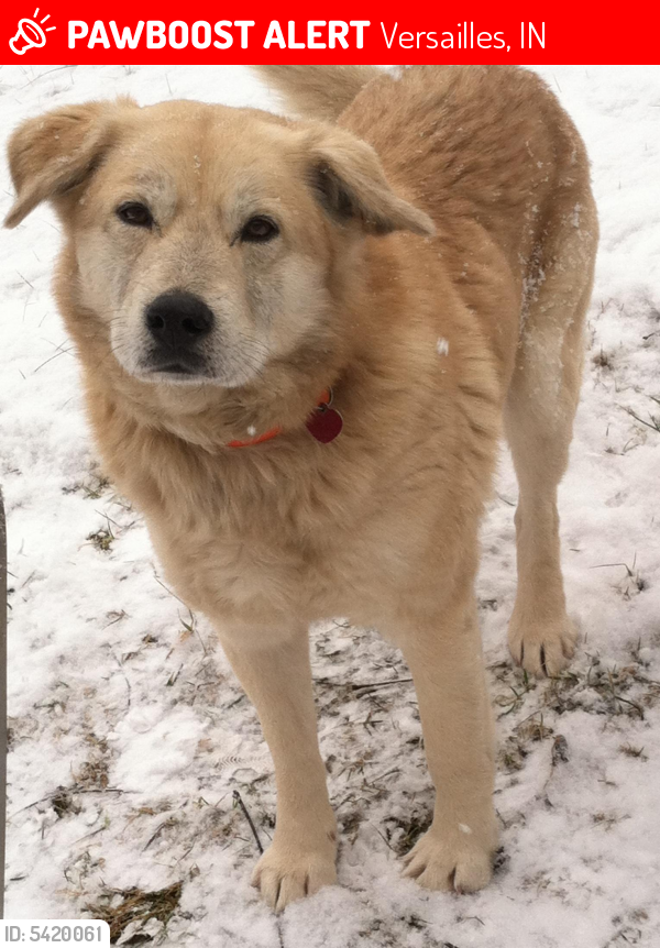 Lost Male Dog last seen Near South Friendship Road, Versailles, IN, USA, Versailles, IN 47042