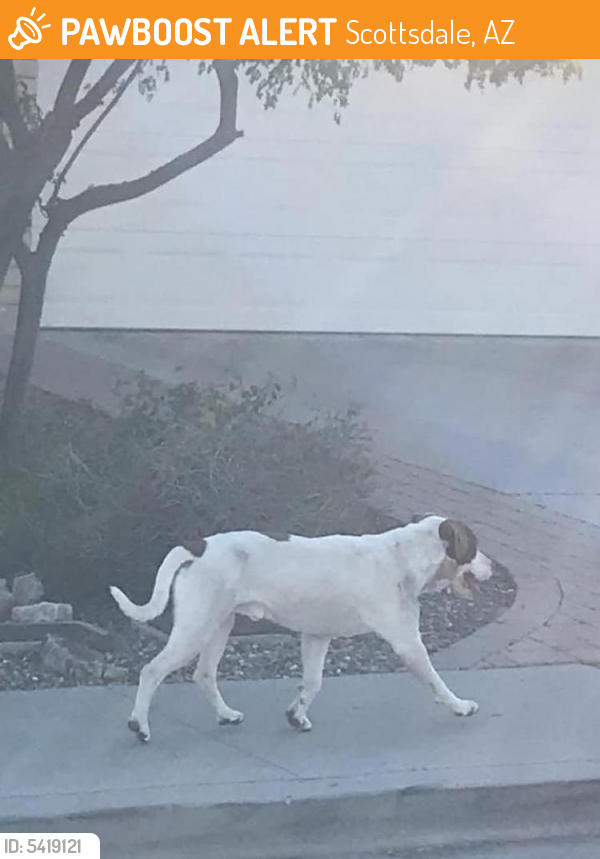 Sighting Unknown Dog last seen Near E McDonald Dr & N Hayden Rd, Scottsdale, AZ 85250