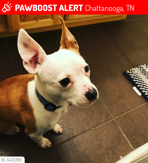 Lost Female Dog last seen Near Amnicola Hwy & Judd Rd, Chattanooga, TN 37406