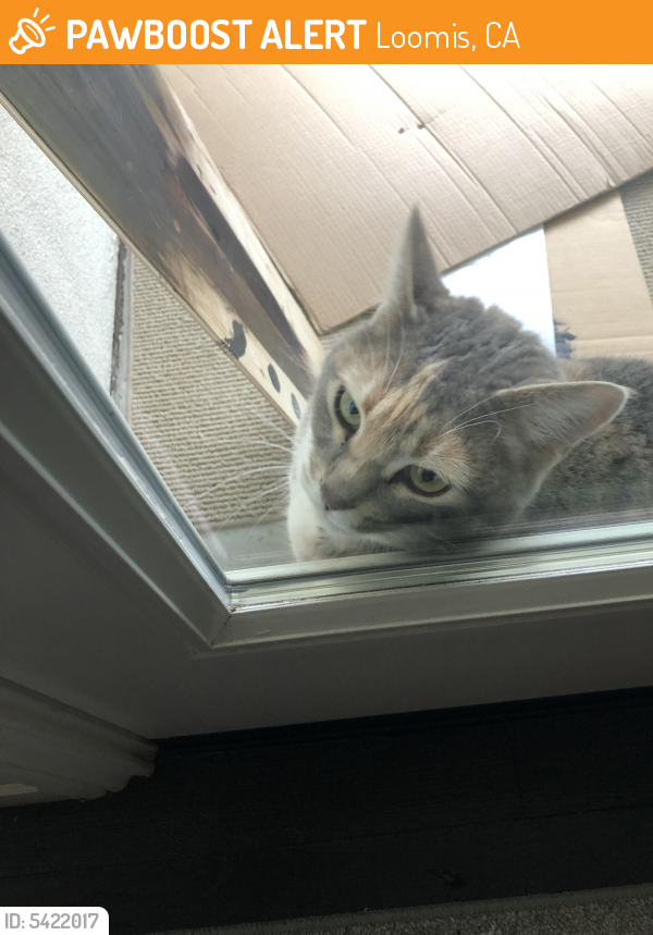 Found/Stray Female Cat last seen Near Rocklin Rd  and Badd Pro, Loomis, CA 95677