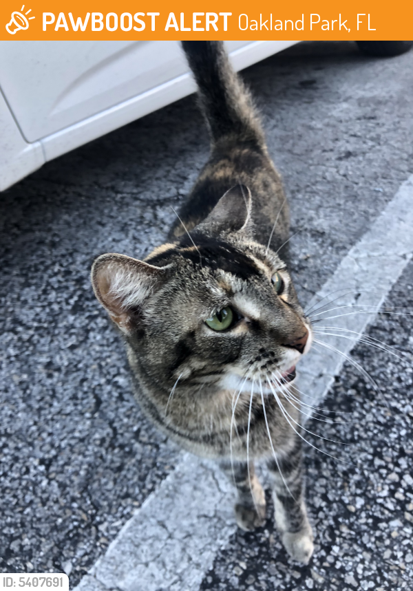 Found/Stray Female Cat last seen Near W Oakland Park Blvd & NW 29th Ave, Oakland Park, FL 33311