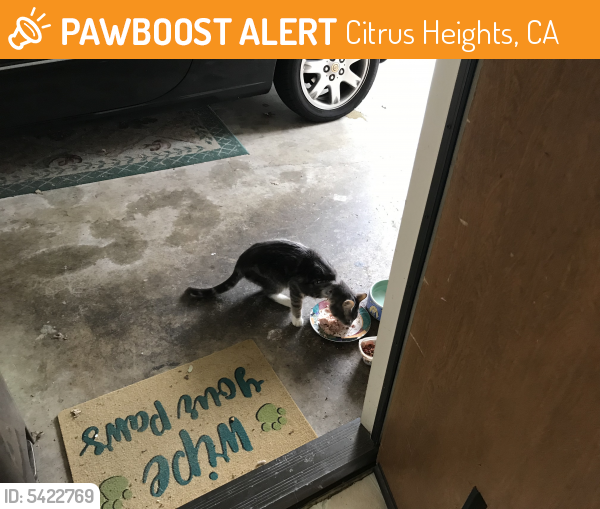 Found/Stray Unknown Cat last seen Near Alta Vista Lane, Citrus Heights, CA, USA, Citrus Heights, CA 95610