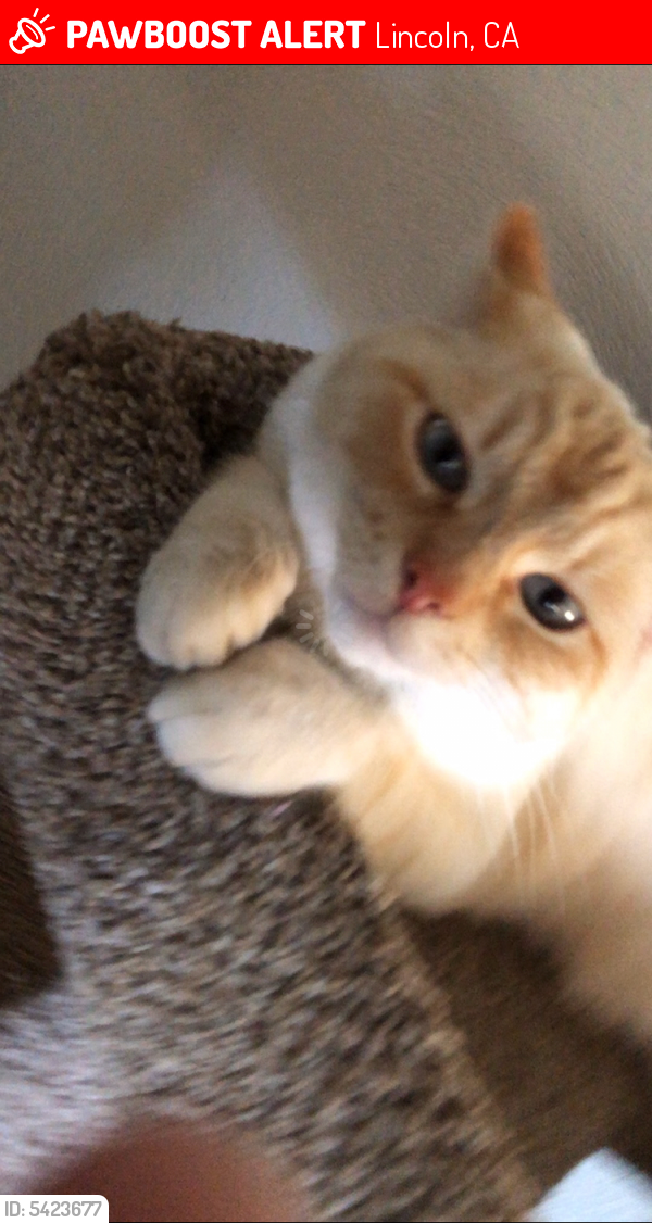 Lost Male Cat last seen Near Grove Creek Way & Aspen Meadows Way, Lincoln, CA 95648