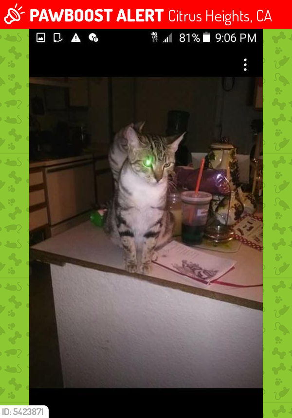 Lost Female Cat last seen Near Sunrise Blvd & Locher Way, Citrus Heights, CA 95610