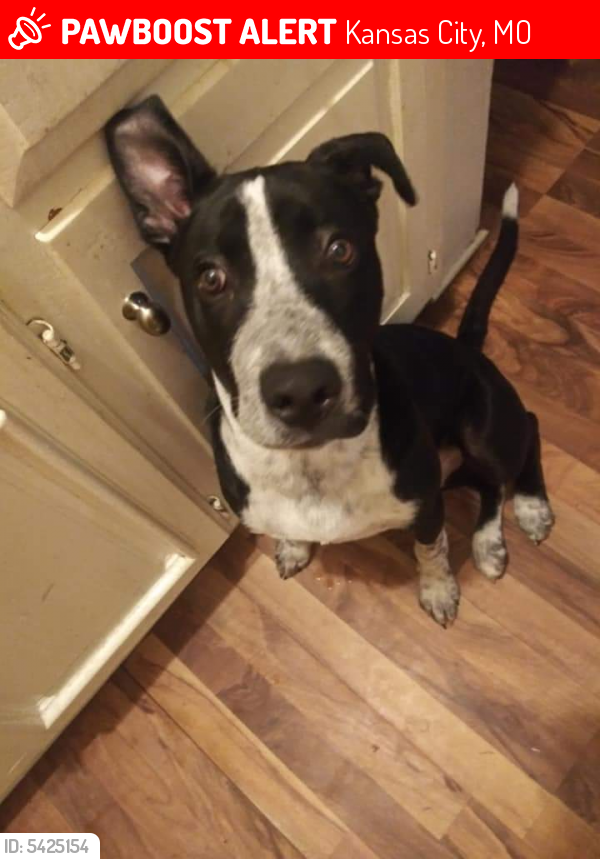 Lost Male Dog in Kansas City, MO 64124 Named Monster (ID: 5425154