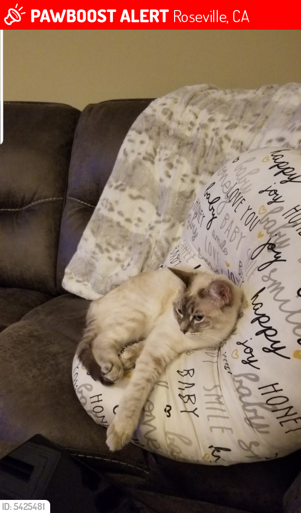 Lost Female Cat last seen Near Vineyard Rd & Brady Ln, Roseville, CA 95747