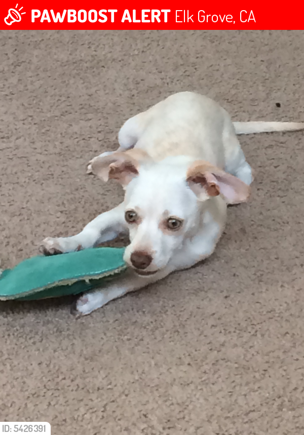 Lost Female Dog in Elk Grove, CA 95624 Named Luna (ID 5426391) PawBoost