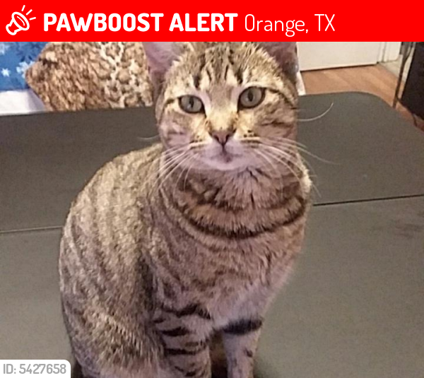 Lost Female Cat last seen Near Polk Ave & College St, Orange, TX 77630