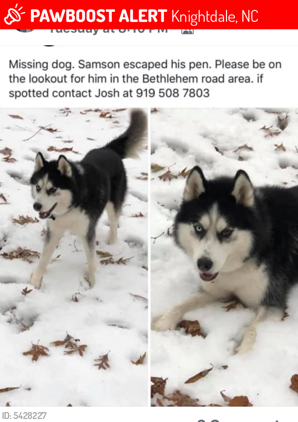 Lost Male Dog last seen Near Bethlehem Road, Knightdale, NC, USA, Knightdale, NC 27545