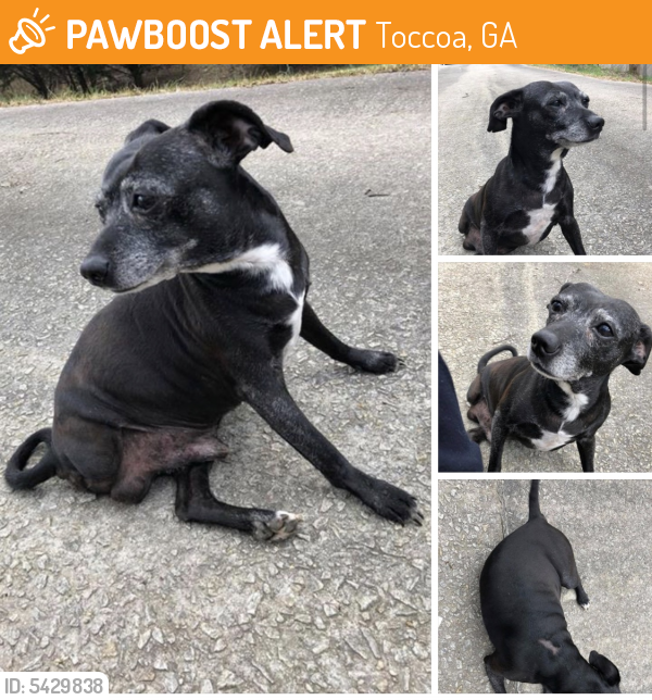Found/Stray Male Dog last seen Toccoa Bypass, Toccoa, GA, USA, Toccoa, GA 30577