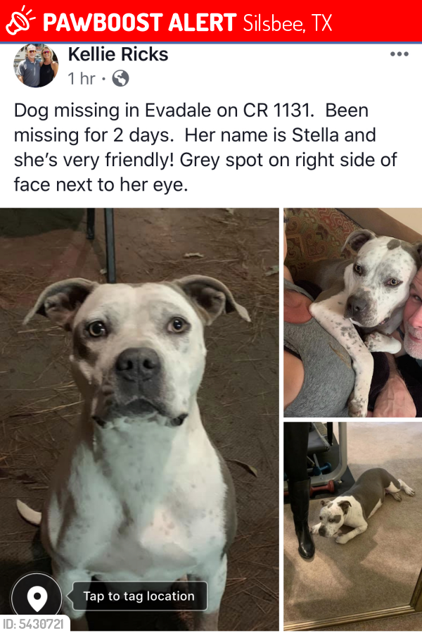 Lost Female Dog last seen Near FM 1131 Rd & Pvt Rd 8385, Silsbee, TX 77656