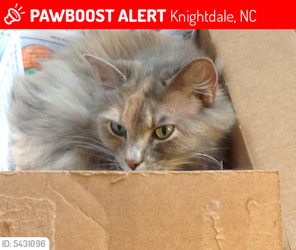 Lost Female Cat last seen Near Beddingfield Dr & Harmens Creek Ct, Knightdale, NC 27545