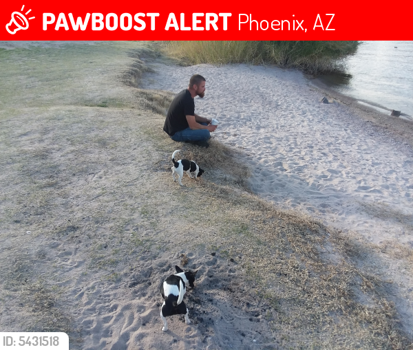 Lost Female Dog last seen Greenway Parkway and Cave Creek Road , Phoenix, AZ 85022