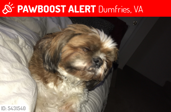 Lost Male Dog last seen Near Jefferson Davis Hwy & River Ridge Blvd, Dumfries, VA 22026