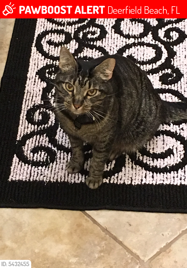 Lost Male Cat last seen Near SE 13th Ave & SE 12th St, Deerfield Beach, FL 33441