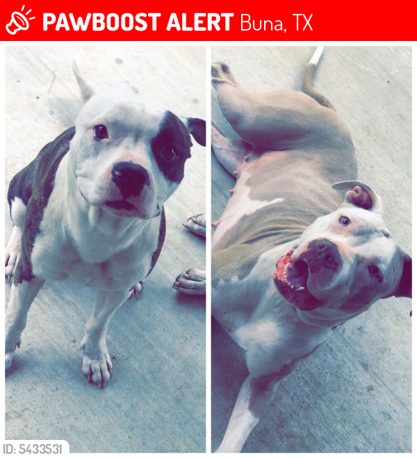 Lost Female Dog last seen Kennon Ln and Doc Davis, Buna, TX 77612