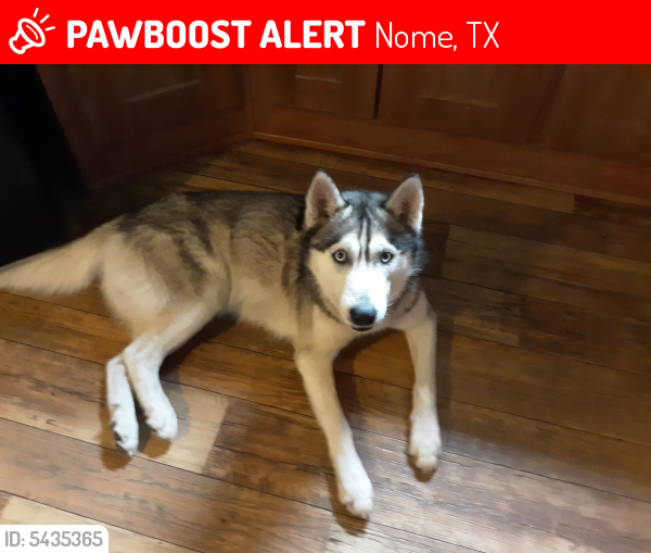 Lost Male Dog last seen Hwy. 90 and Hwy 365, Nome, TX 77659