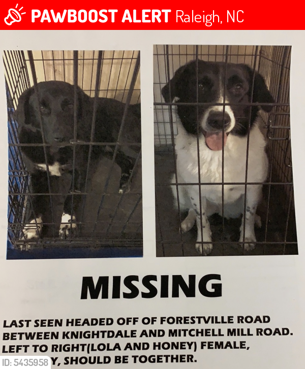 Lost Female Dog last seen Near Forestville Rd Raleigh, NC  27616 United States, Raleigh, NC 27616