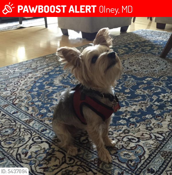Lost Male Dog last seen Norbeck Farm Drive, Olney, MD, USA, Olney, MD 20832