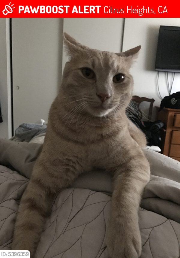 Lost Male Cat last seen Near Antelope Rd & Rosswood Dr, Citrus Heights, CA 95621
