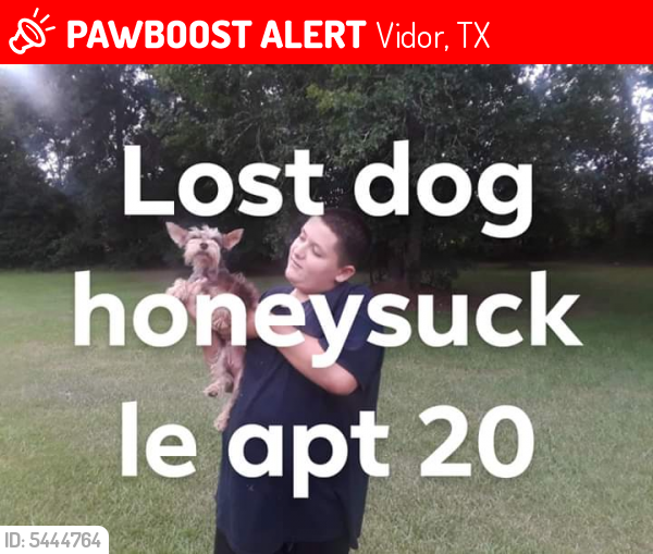 Lost Female Dog last seen Near Vidor Dr & Luther Dr, Vidor, TX 77662