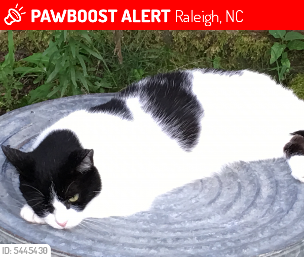 Lost Female Cat last seen Near Witherbee Ln & Northfield Ct, Raleigh, NC 27603