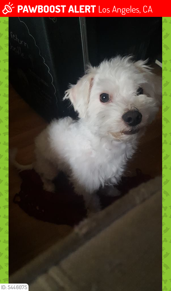 Lost Male Dog last seen Near Avalon Blvd & Century Blvd, Los Angeles, CA 90003