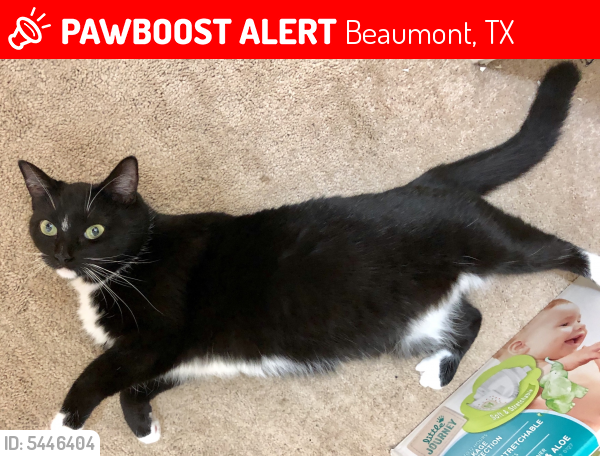 Lost Female Cat last seen Near Ivy Ln & Westgate Dr, Beaumont, TX 77706