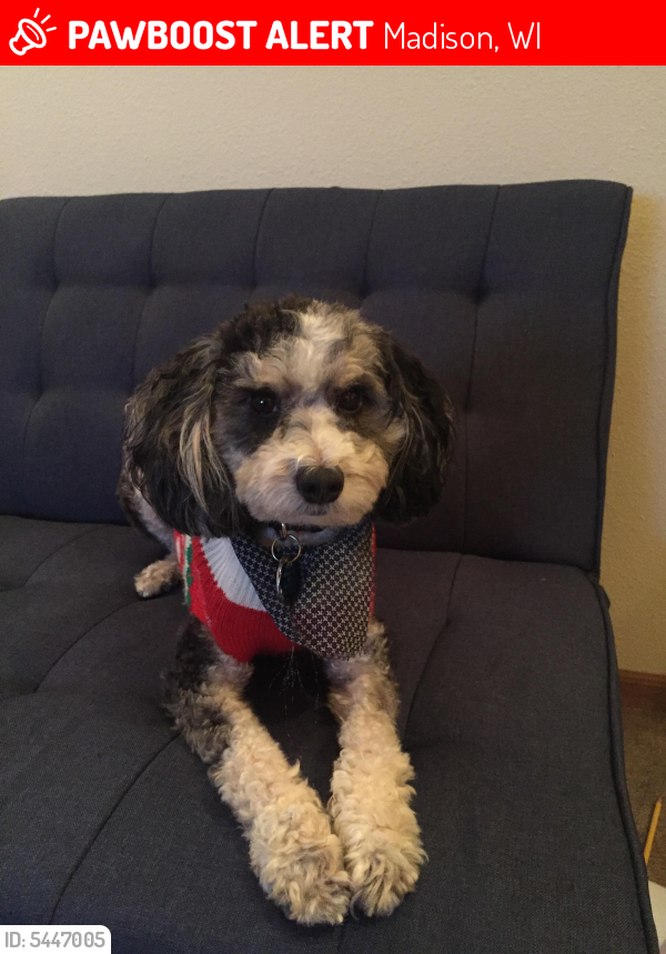 Lost Male Dog in Madison, WI 53704 Named Beau (ID: 5447005) | PawBoost