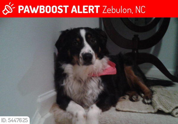 Lost Female Dog last seen Near Dukes Lake Rd & Pecan Grove Rd, Zebulon, NC 27597
