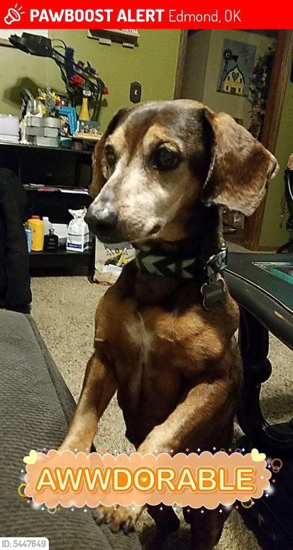 Lost Male Dog in Edmond, OK 73013 Named Underdog (ID 5447649) PawBoost