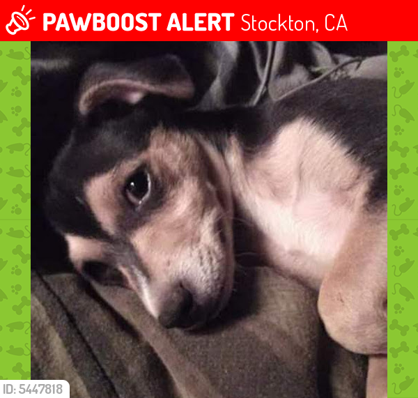 Lost Male Dog last seen Charter wy, Stockton, CA 95206