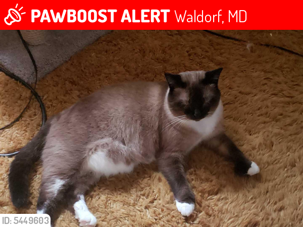 Lost Male Cat last seen Near Lyon Ct & Lomax Ct, Waldorf, MD 20602