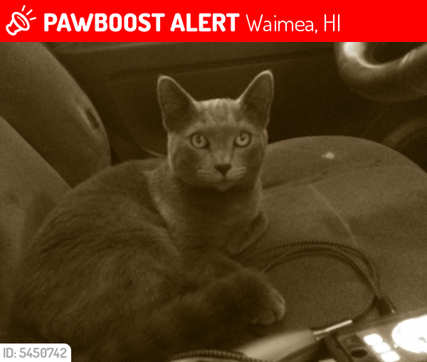 Lost Female Cat last seen Near Lindsey Rd & Kapiolani Rd, Waimea, HI 96743