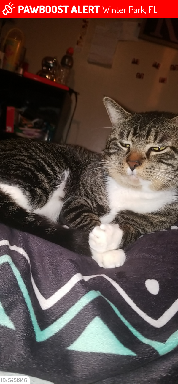 Lost Male Cat in Winter Park, FL 32792 Named Shadow (ID 5451946