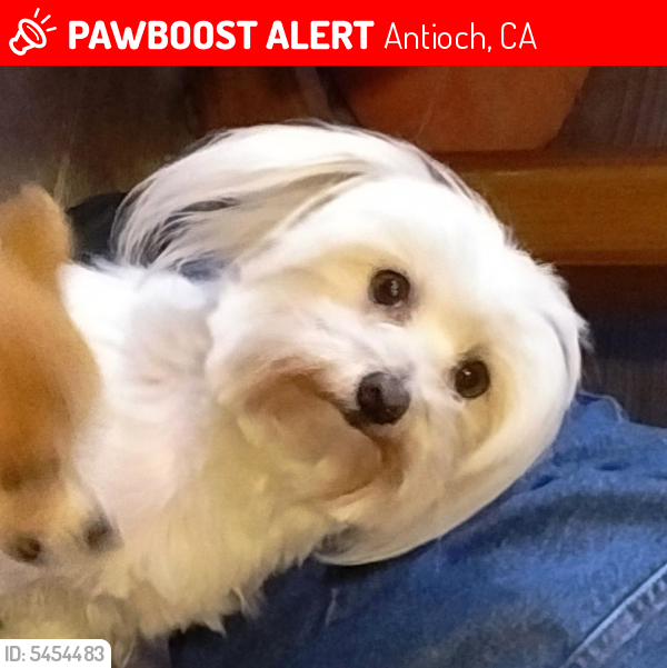 Lost Female Dog last seen Eagleridge Drive, antioch CA 94509, Antioch, CA 94509