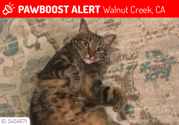 Lost Male Cat last seen Near Oak Rd & Charter Oak Cir, Walnut Creek, CA 94597