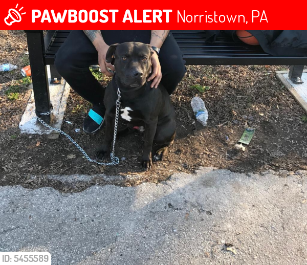 Lost Male Dog last seen Near High St & E Moore St, Norristown, PA 19401