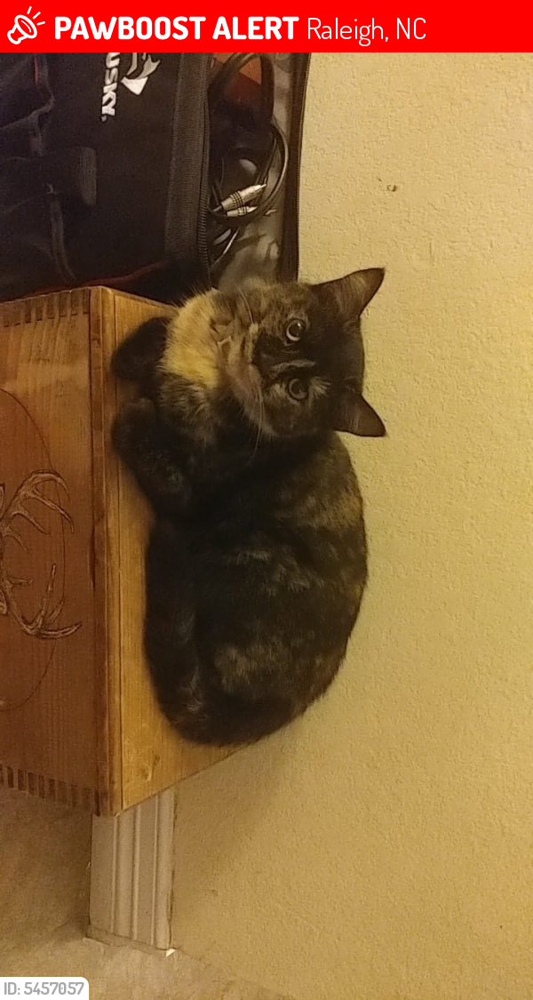 Lost Female Cat last seen Near Wadford Dr & Perry Commons Dr, Raleigh, NC 27616