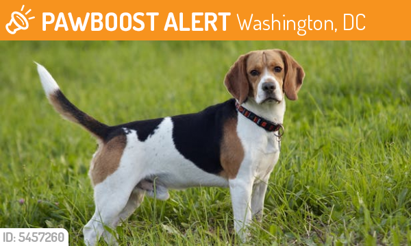 Found/Stray Male Dog last seen Near Rock Creek Church Rd NW & Webster St NW, Washington, DC 20011