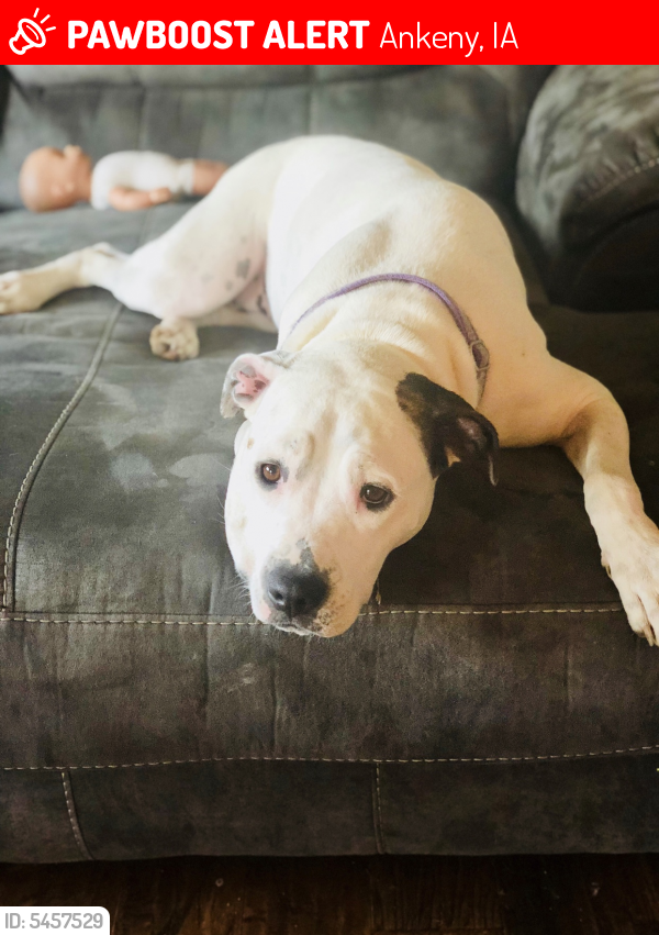 Lost Female Dog last seen Near NE 53rd Ct & NE Jan Rose Pkwy, Ankeny, IA 50021