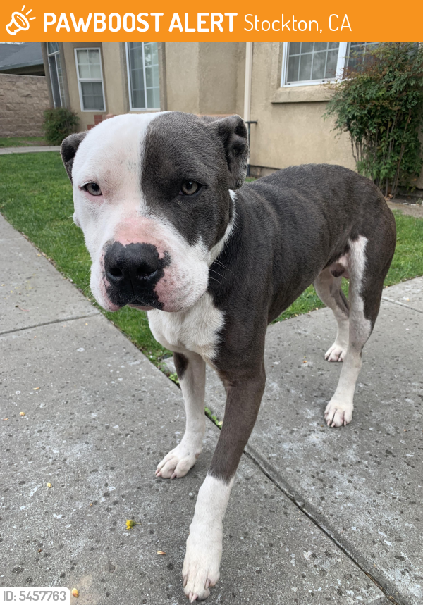 Rehomed Male Dog last seen Near S Grant St & 6th st , Stockton, CA 95206