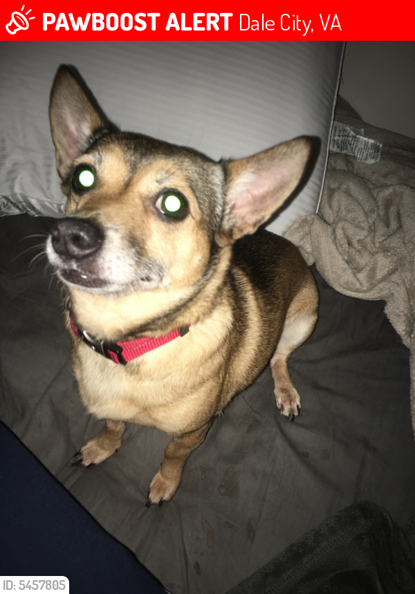 Lost Female Dog last seen Near Westminister Ln & Worchester Dr, Dale City, VA 22193