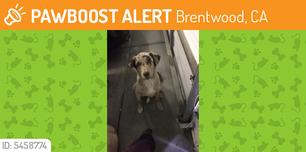 Found/Stray Male Dog last seen Byron Hwy & Balfour Rd, Brentwood, CA 94513
