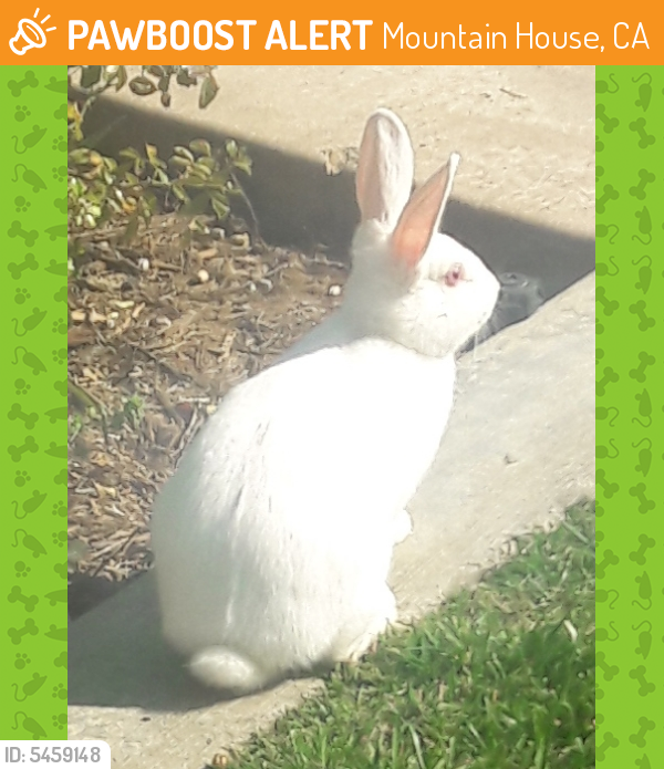 Found/Stray Unknown Rabbit last seen Central Park - Mountain House, Mountain House, CA 95391