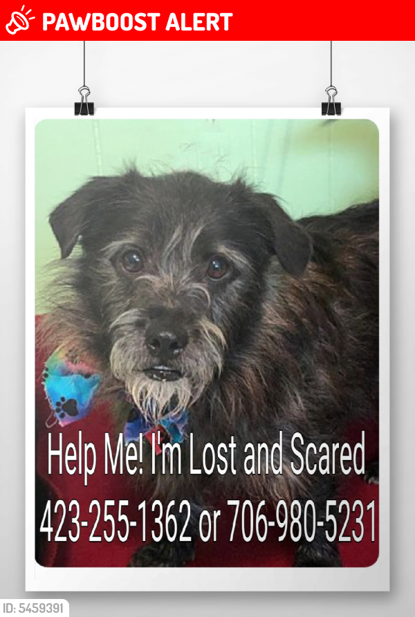 Lost Male Dog last seen Near W Cloud Springs Rd & Perkins Ln, W Cloud Springs Rd, GA 30741