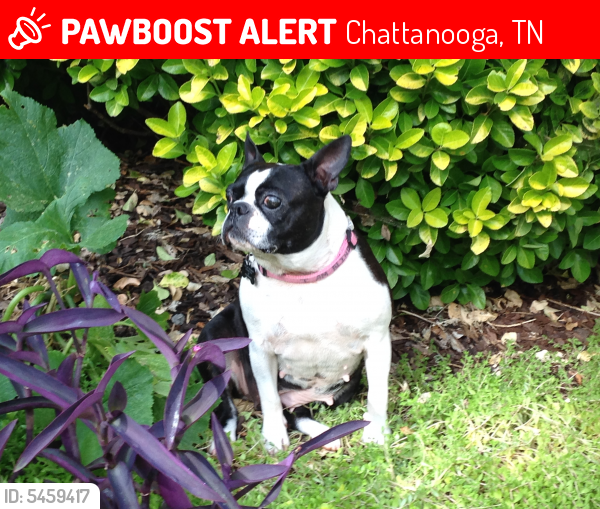 Deceased Female Dog last seen Near Lamar Ave & Red Oak Dr, Chattanooga, TN 37415