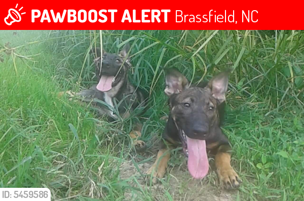 Lost Female Dog last seen Old Franklinton Road, Franklinton, NC, USA, Brassfield, NC 27525